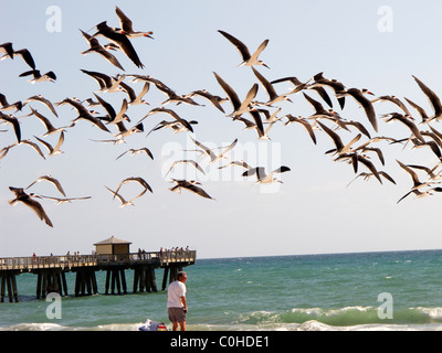 Herde von schwarzen Skimmer auf Pompano Beach Florida USA Stockfoto