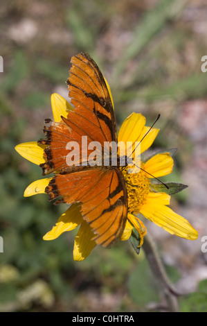 Alte Orange Julia Longwing (Dryas Iulia, oft falsch geschrieben Dryas Julia) Fütterung von Blume Stockfoto