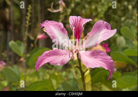 Lila Baum Blume Orchidee (Bauhinia Purpurea) mit Wassertropfen Plant Nursery Forestry Department St. Lucia Windward Islands Stockfoto