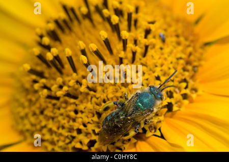 Schwitzen Sie, Biene (Halictidae) Fütterung von eine mexikanische Sonnenblume (Tithonia Tubaeformis) Stockfoto