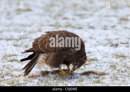 Mäusebussard (Buteo Buteo) Fütterung auf Hase im Schnee im winter Stockfoto