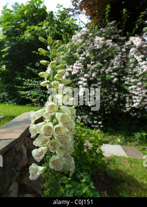 WEIßEN FINGERHUT (DIGITALIS) BLUME IN VOLLER BLÜTE IM FRÜHSOMMER STRAUCH "DIPELTA FLORIBUNDA" IM HINTERGRUND ENGLAND UK Stockfoto