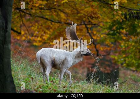 Damhirsch (Dama Dama / Cervus Dama) weißen Bock im herbstlichen Wald während der Brunftzeit, Dänemark Stockfoto