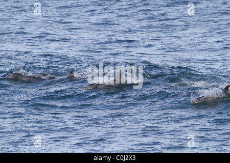 Delfinen Surfen indischen Ozean JEFFREYS BAY Afrika JEFFREYS BAY EASTERN CAPE Südafrika JEFFREYS BAY Südafrika 23 Janu Stockfoto
