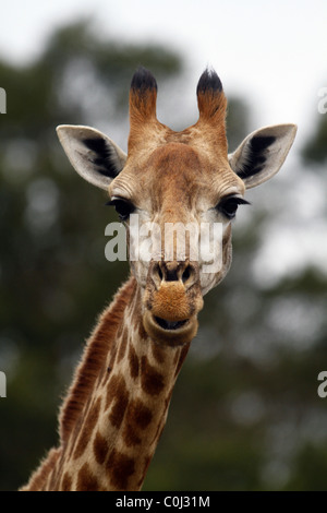 SOUTH AFRICAN GIRAFFE SEAVIEW LION PARK AFRIKA MEERBLICK PORT ELIZABETH ÖSTLICHEN KAP AFRIKA SEAVIEW LION SÜDPARK SÜDEN AFRIC Stockfoto