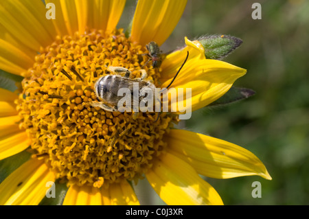 Lange einsame weiße gehörnte männliche Biene Fütterung aus mexikanischen Sonnenblumen Stockfoto