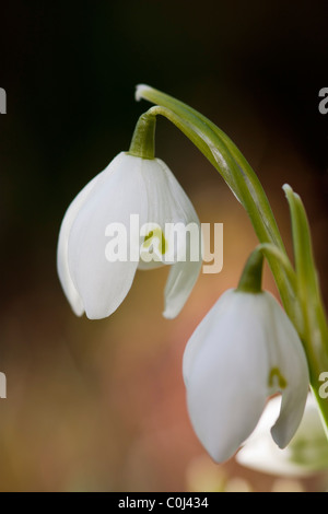 Schnee fällt Stockfoto