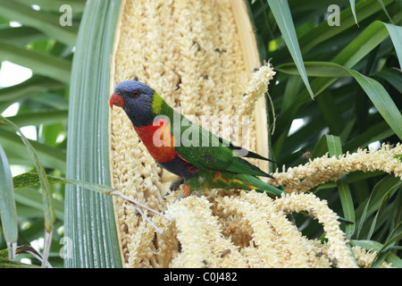 Regenbogen Lorikeet (Trichoglossus Haematodus) sitzen auf einem blühenden Baum in Nelson Bay, Australien Stockfoto