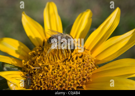 Lange einsame weiße gehörnte männliche Biene Fütterung aus mexikanischen Sonnenblumen Stockfoto