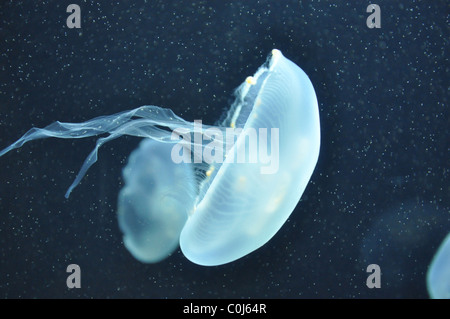 Nahaufnahme einer Qualle in dunklen Gewässern Stockfoto