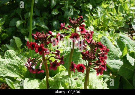 Primula Japonica 'Millers Crimson' Stockfoto