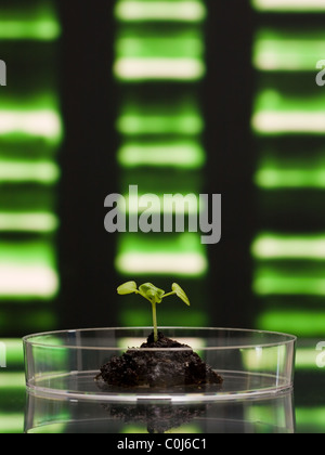 Pflanzen Sie in Petrischale vor DNA-Muster - Biotechnologie-Konzept Stockfoto