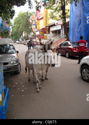 Heilige Kühe auf der Straße neben Fahrzeugen und Personen in Delhi, Indien Stockfoto