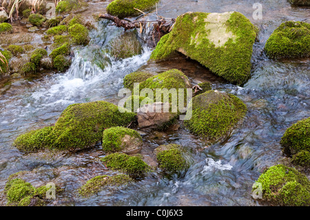 Fluss mit Moos bedeckt Felsen Stockfoto