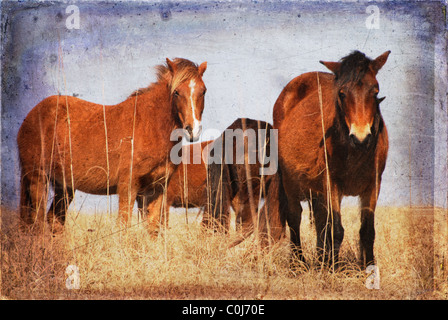 Gruppe von Wildpferden auf den Outer Banks von North Carolina mit zusätzlichen Textur auf das Bild für künstlerisches Flair. Stockfoto