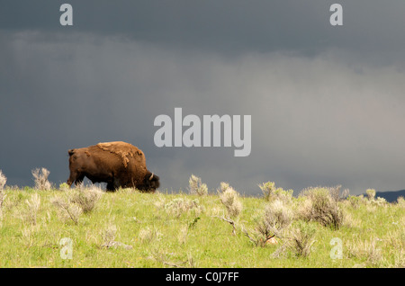 Amerikanische Bisons grasen auf sonnigen Hügel mit stürmischen Himmel im Hintergrund Stockfoto