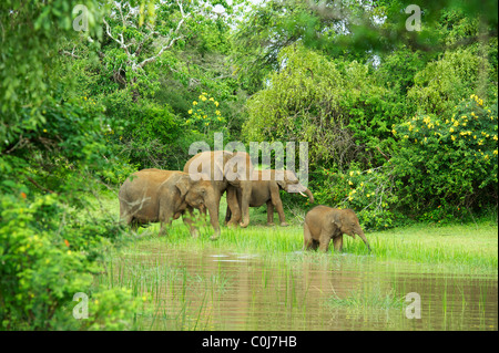 Ein asiatischer Elefant-Familie im Wald Yala-Nationalpark Sri Lanka Stockfoto