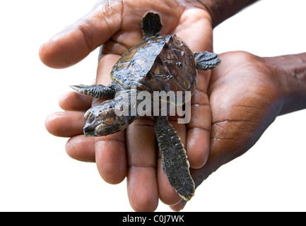 Ein Mann hält ein Baby echte Karettschildkröte im Oldhegg Schildkröte Heiligtum in Bequia, West Indies. Stockfoto