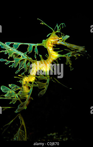 Belaubte Seedrache, Phycodurus Eques, Gefangenschaft Stockfoto