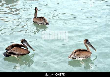 pelican, Puerto Ayora, Santa Cruz Insel, Galapagos Inseln, Ecuador Stockfoto