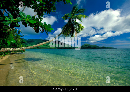 Tropischer Strand mit Palmen Baum, Fidschi-Inseln, Pazifik Stockfoto