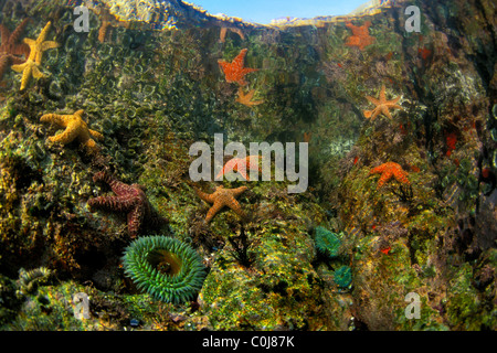 Tidepool, Soberanes Point, Monterey Bay National Marine Sanctuary, Pazifik Stockfoto