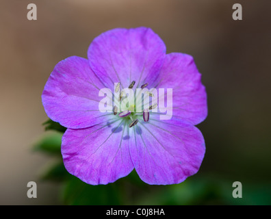 Wilden Geranien (Geranium Maculatum) Geraniaceae Stockfoto