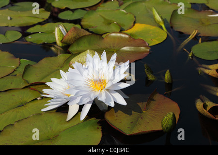 Zwei weiße Seerosen Stockfoto