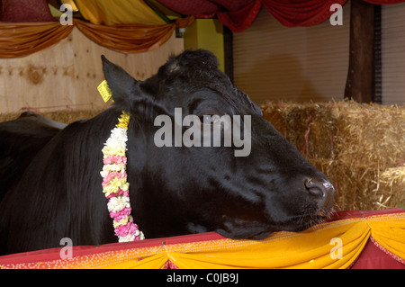 Shambo eine friesische Bull lebte in der Hindutempel Skanda Vales bevor ...