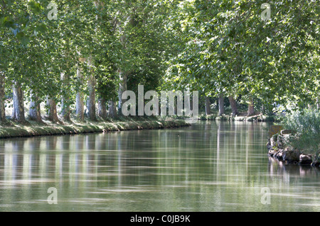 schlängelt sich am Canal du Midi, in der Nähe von Carcassonne, Frankreich, mit zwei Kanten von Platanen und grünen Reflexionen Stockfoto