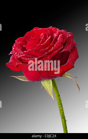 Red Rose abgedeckt im Morgentau mit einer schwarzen und weißen Farbverlauf zurückfallen. Stockfoto