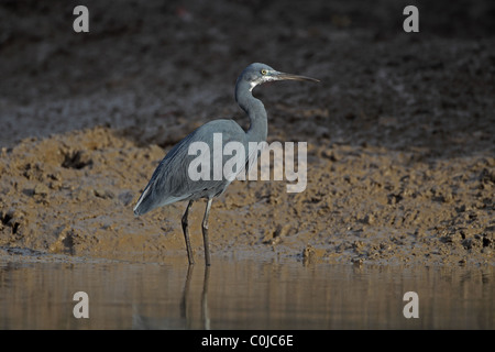 Western Reef Silberreiher (Egretta Gularis) Stockfoto