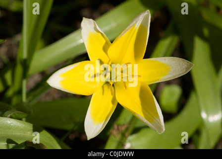 Tulpe Stockfoto