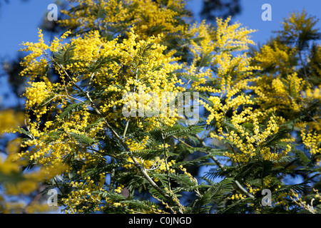 Trauben von Blüten eines Baumes Silber-Akazie (Acacia Dealbata). Aquitaine. Frankreich. Terrroir de Fleurs de Mimosen. Stockfoto