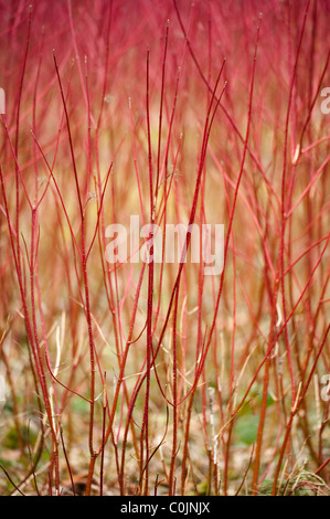 Rot stammten Hartriegel, Cornus Alba, im winter Stockfoto