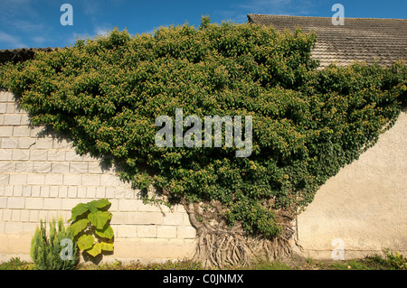 Gemeinsamen Efeu, Englisch Efeu (Hedera Helix) wachsenden gegen und über eine Wand, Bayern, Deutschland. Stockfoto