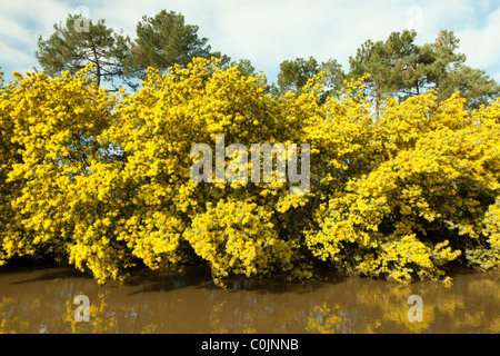 Eine Linie der Mimosenbäume (Acacia Dealbata) in voller Blüte auf einer Bank der Boudigau Fluss (Frankreich) Une Rangée de Mimosen En hiver Stockfoto