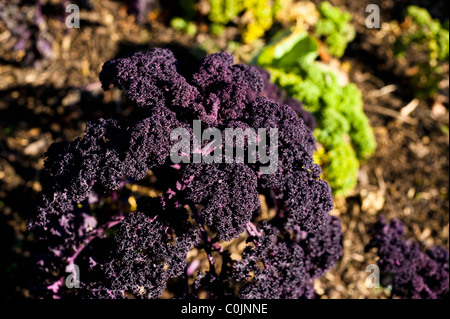 Lila Kale, Brassica oleracea Stockfoto