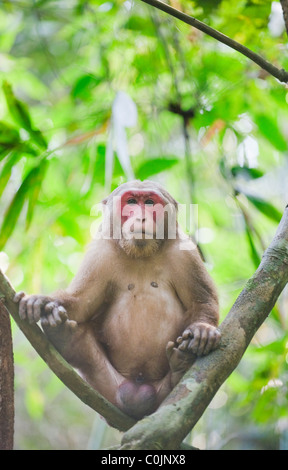 Stumpf-tailed Macaque (Macaca Arctoides) männlich, Gibbon Wildlife Sanctuary, Assam, Indien Stockfoto