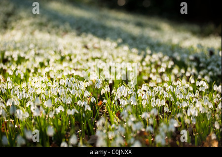 Massen von Schneeglöckchen, Galanthus, wächst in den Wäldern bei Painswick Rokoko-Garten, Gloucestershire, England, Vereinigtes Königreich Stockfoto