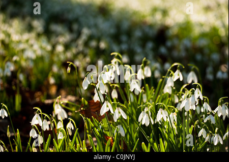 Massen von Schneeglöckchen, Galanthus Nivalis wächst in den Wäldern bei Painswick Rokoko-Garten, Gloucestershire, England, UK Stockfoto