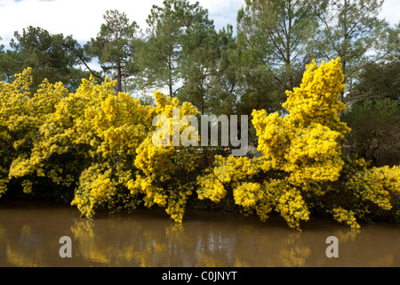 Eine Linie der Mimosenbäume (Acacia Dealbata) in voller Blüte auf einer Bank der Boudigau Fluss (Frankreich) Une Rangée de Mimosen En hiver Stockfoto