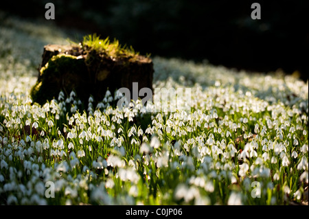 Massen von Schneeglöckchen, Galanthus Nivalis wächst in den Wäldern bei Painswick Rokoko-Garten, Gloucestershire, England, UK Stockfoto