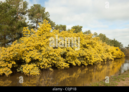 Eine Linie der Mimosenbäume (Acacia Dealbata) in voller Blüte auf einer Bank der Boudigau Fluss (Frankreich) Une Rangée de Mimosen En hiver Stockfoto