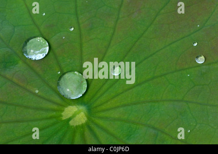 Amerikanischen Lotus, gelbe Lotus. Wassertropfen Sie bildenden auf der Oberfläche eines Blattes zeigt den so genannten Lotuseffekt Stockfoto