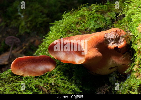 Beefsteak Pilz, Rusty Eiche Pilz (Fistulina Hepatica). Geschnittenen Fruchtkörper auf einem alten Eichenstamm. Stockfoto