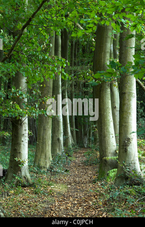 Buche in oberen Scheune Wäldchen in der Nähe von Fisher Teich, Hampshire, UK. Oktober 2007 Stockfoto