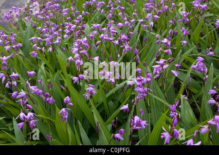 Hardy Orchid, chinesischen Boden Orchidee (Bletilla Striata), Blüte Stand. Stockfoto