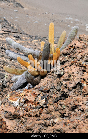 Kaktus, Bartolomé-Insel, Galapagos-Inseln, Ecuador Stockfoto