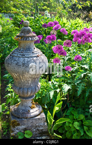 Eine dekorative Stein Kreuzblume in einen englischen Landschaftsgarten mit lila Allium Blumen Stockfoto